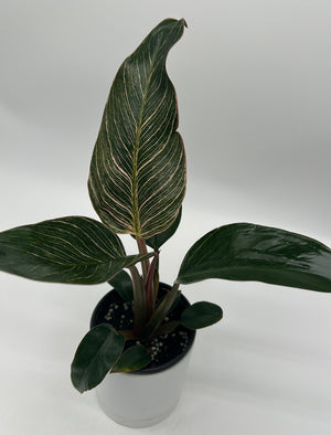Philodendron Birkin 'Pink'