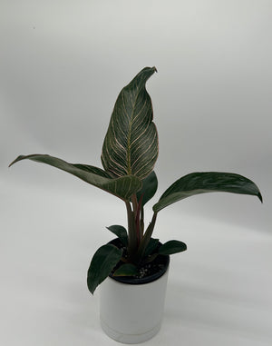 Philodendron Birkin 'Pink'
