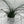Juncus Effusus ‘Spiralis’