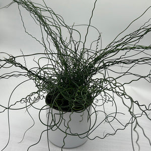 Juncus Effusus ‘Spiralis’