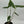 Alocasia Stingray