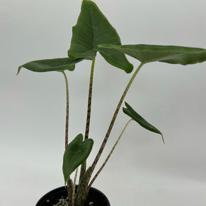 Alocasia Stingray