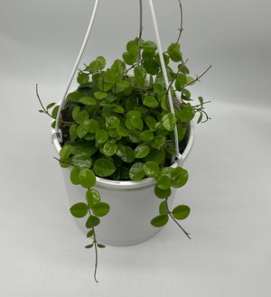 Hoya Mathilde 'Splash'
