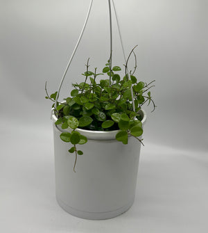 Hoya Mathilde 'Splash'