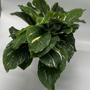 Kaempferia 'Aurea Variegated'