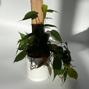 Philodendron Micans