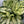 Aglaonema ‘White Stardust’