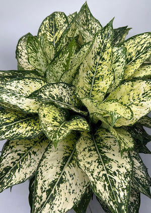 Aglaonema ‘White Stardust’