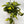 Philodendron Brazil