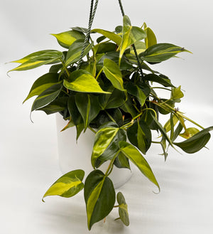 Philodendron Brazil