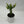 Variegated African Milk Tree (Euphorbia Trigona)