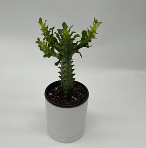 Variegated African Milk Tree (Euphorbia Trigona)