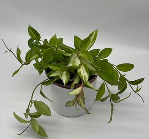 Hoya Krimson Princess