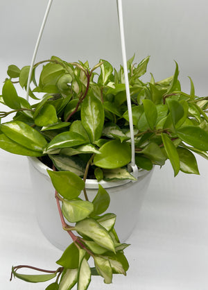 Hoya Krimson Princess