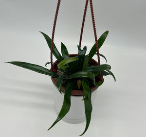 Blue Oil Fern