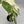 Monstera 'Albo Borsigiana'