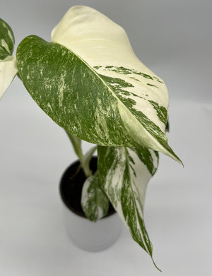 Monstera 'Albo Borsigiana'