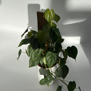 Philodendron Brandi