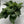 Kaempferia 'Aurea Variegated'