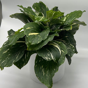 Kaempferia 'Aurea Variegated'