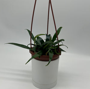 Blue Oil Fern