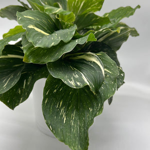 Kaempferia 'Aurea Variegated'