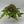 Candy Stripe Tricolor Fern