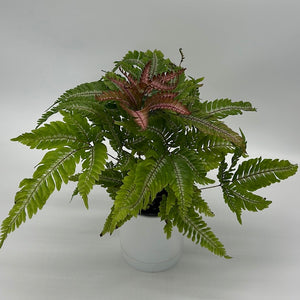 Candy Stripe Tricolor Fern