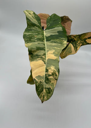 Philodendron 'Brown Beauty'