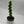 Boobie Cactus