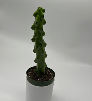 Boobie Cactus