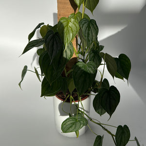 Philodendron Brandi