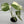 Monstera 'Albo Borsigiana'
