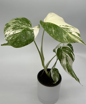 Monstera 'Albo Borsigiana'