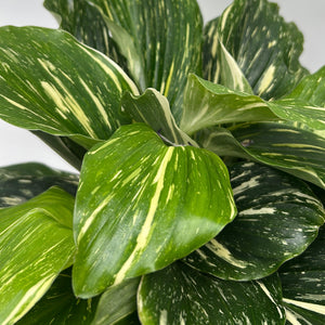 Kaempferia 'Aurea Variegated'