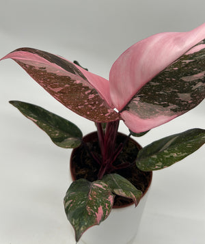 Philodendron 'Naomi' Pink Princess