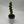 Boobie Cactus