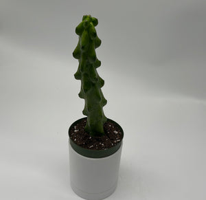 Boobie Cactus