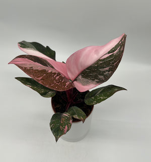 Philodendron 'Naomi' Pink Princess
