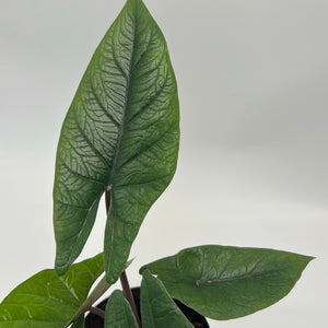 Alocasia Scalprum