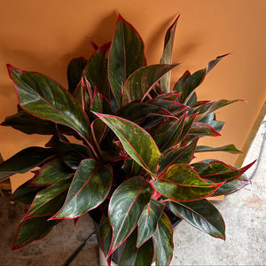 XL Aglaonema ‘Siam Red’