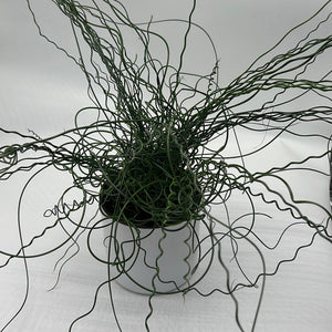 Juncus Effusus ‘Spiralis’