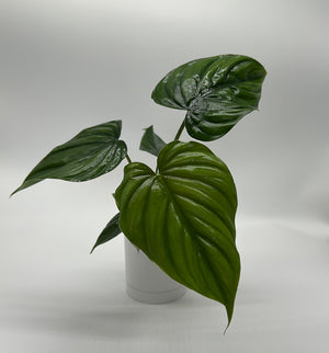 Philodendron Colombia