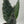 Aloe Aculeata