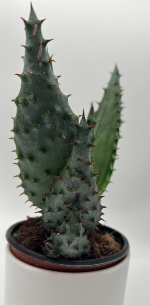 Aloe Aculeata