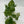 Philodendron Hederaceum ‘Variegata’