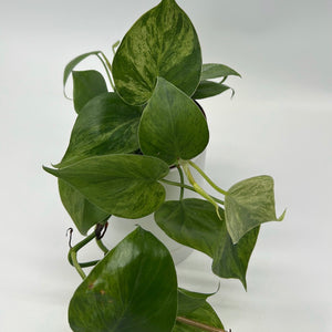 Philodendron Hederaceum ‘Variegata’