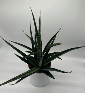 Sansevieria ‘Tiger Crown’