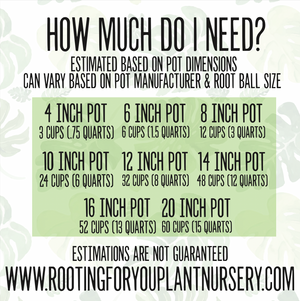 Piper Crocatum Premium Potting Mix