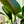 Plant Stem Supports